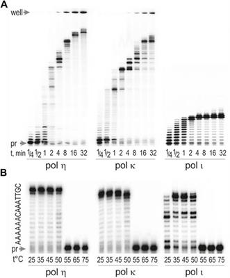 Identification and Characterization of Thermostable Y-Family DNA Polymerases η, ι, κ and Rev1 From a Lower Eukaryote, Thermomyces lanuginosus